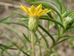 Image of sickleleaf silkgrass