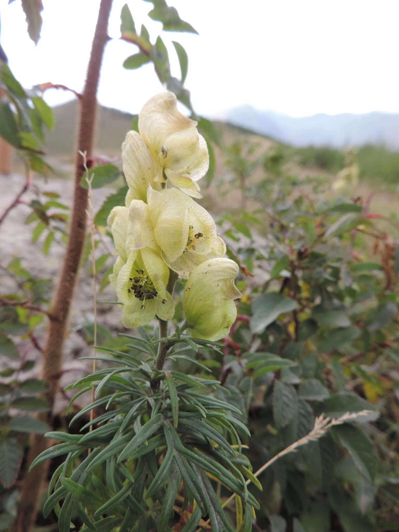 Aconitum anthora L.的圖片