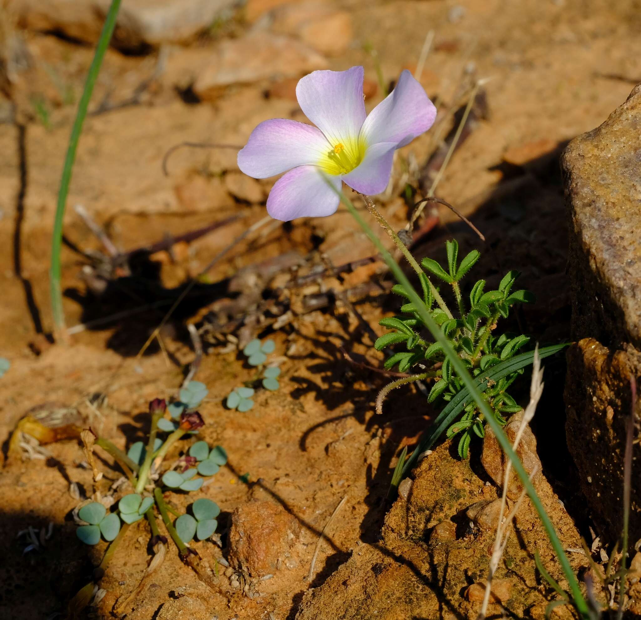 Sivun Oxalis campylorhiza Salter kuva