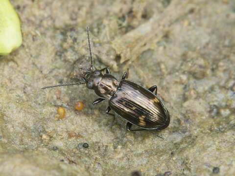 Image of Bembidion (Notaphus) obliquum Sturm 1825