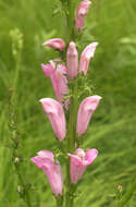 Слика од Pedicularis grandiflora Fisch.