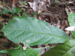 Image of Dalechampia spathulata (Scheidw.) Baill.