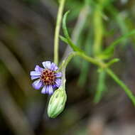 Image of Vittadinia muelleri N. T. Burbidge