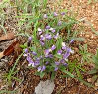 Image of velvetseed milkwort