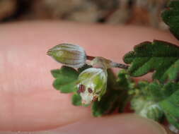 Image of Australian stork's bill