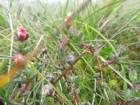 Image of Lampranthus glaucus (L.) N. E. Br.