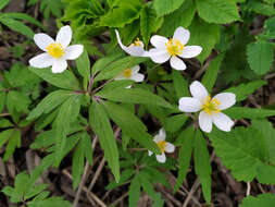 Image of Anemone uralensis Fisch. ex DC.