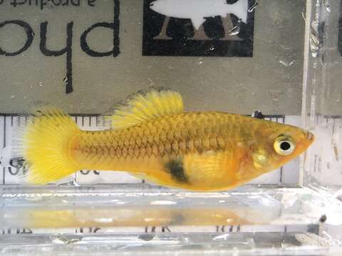 Image of Sunset platy