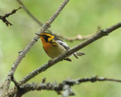 Image of Blackburnian Warbler