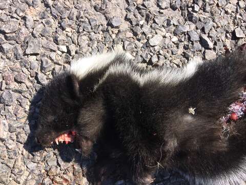 Image of Hooded Skunk