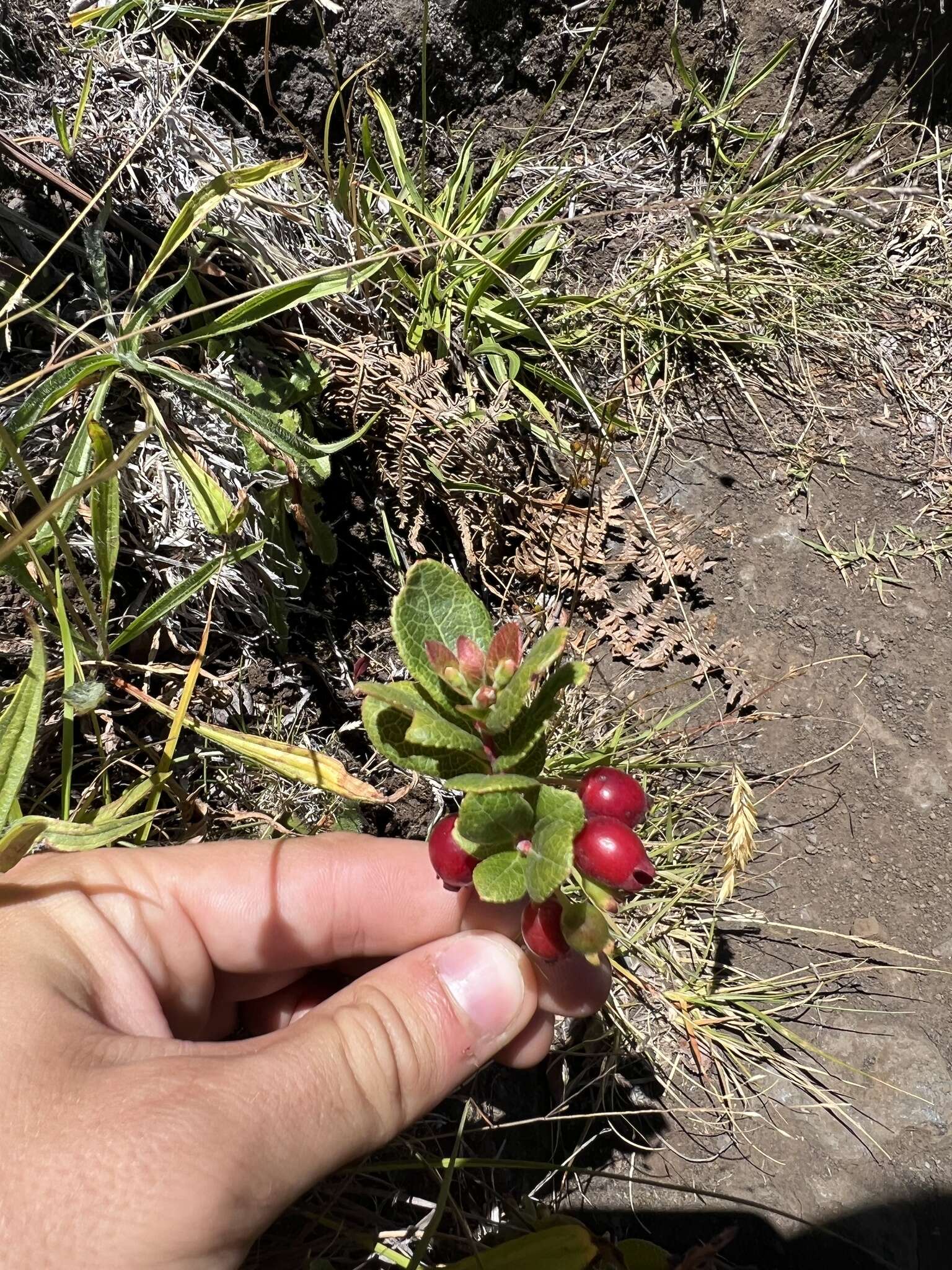 Vaccinium dentatum Sm.的圖片