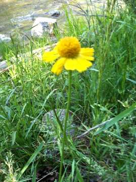 Image of Bigelow's sneezeweed