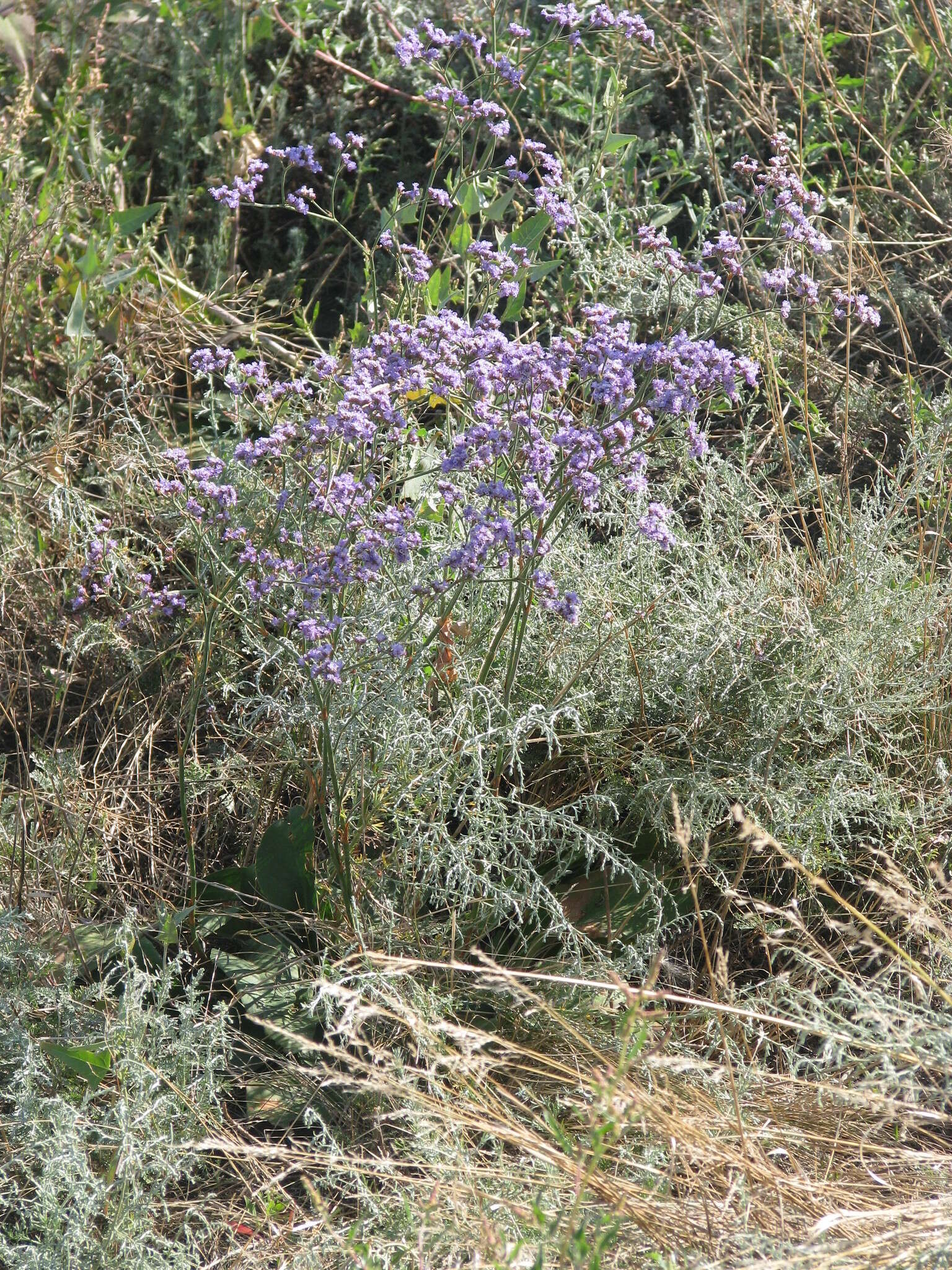 Plancia ëd Limonium alutaceum (Stev.) O. Kuntze