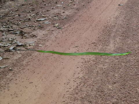 Image of Arboreal Rat Snake