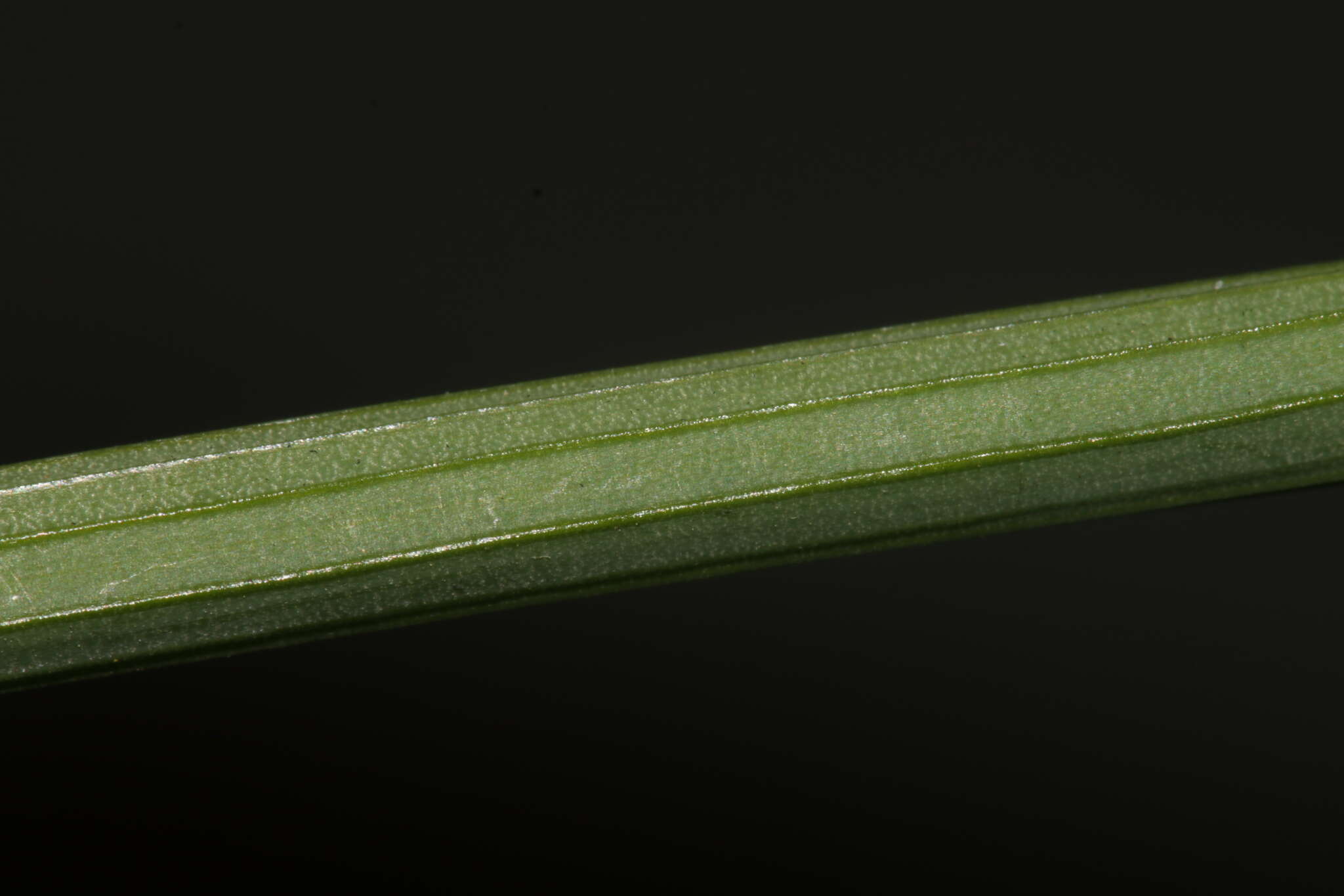 Image of Narcissus tazetta subsp. tazetta