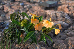 Image of Crossandra isaloensis K. Vollesen