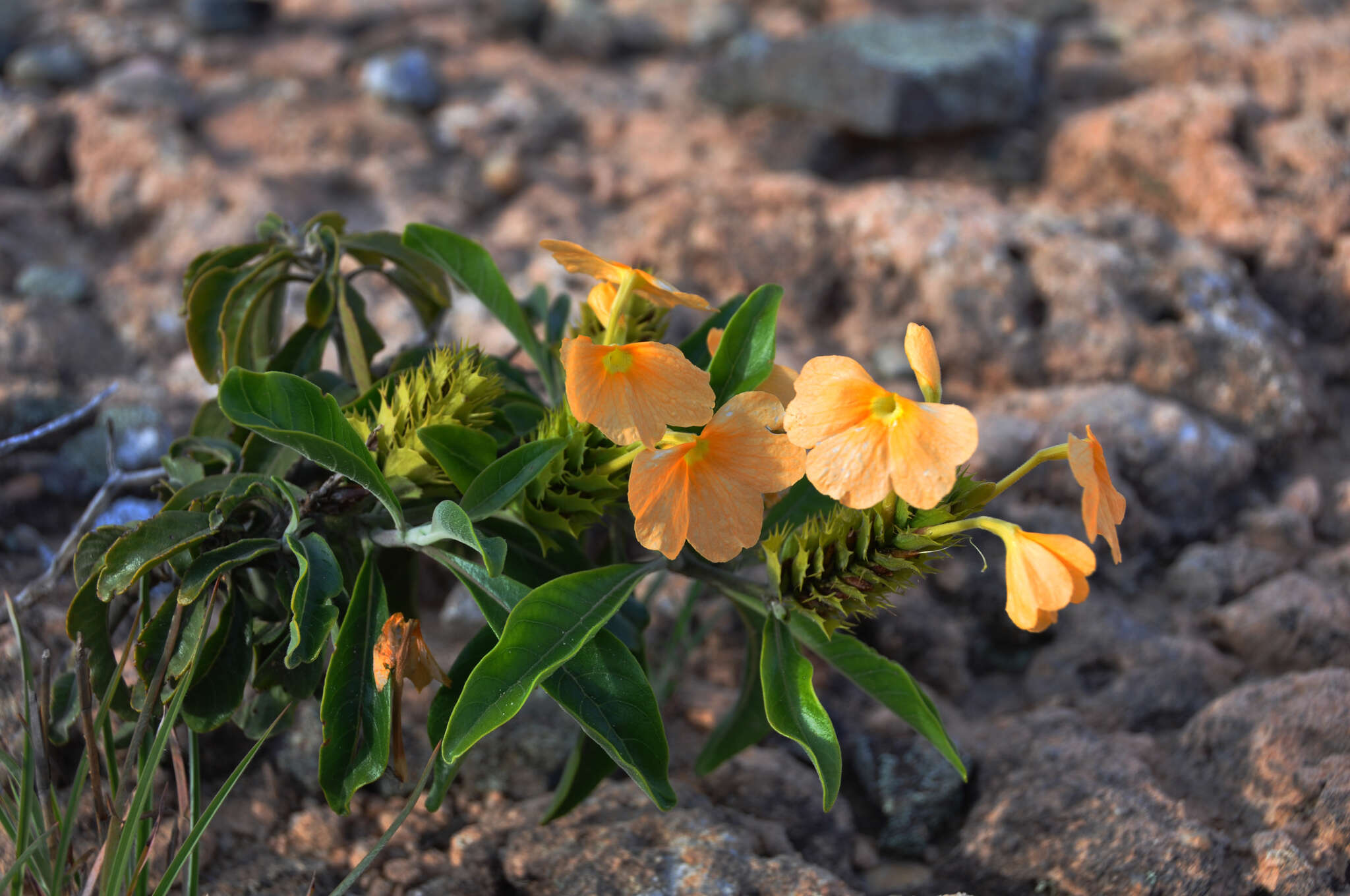 Image of Crossandra isaloensis K. Vollesen