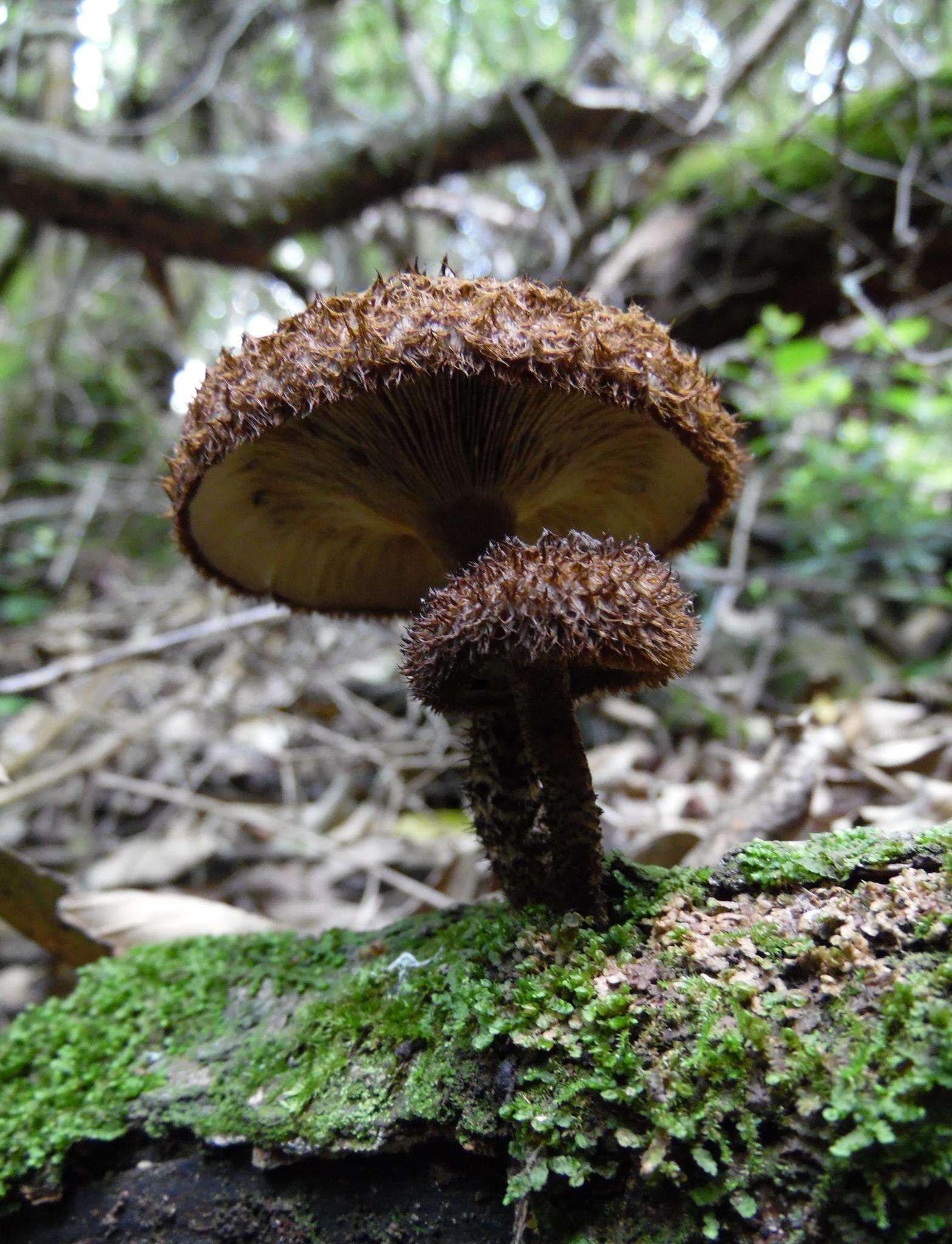 Image of Lentinus stuppeus Klotzsch 1833