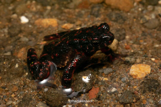 Leptophryne cruentata (Tschudi 1838) resmi