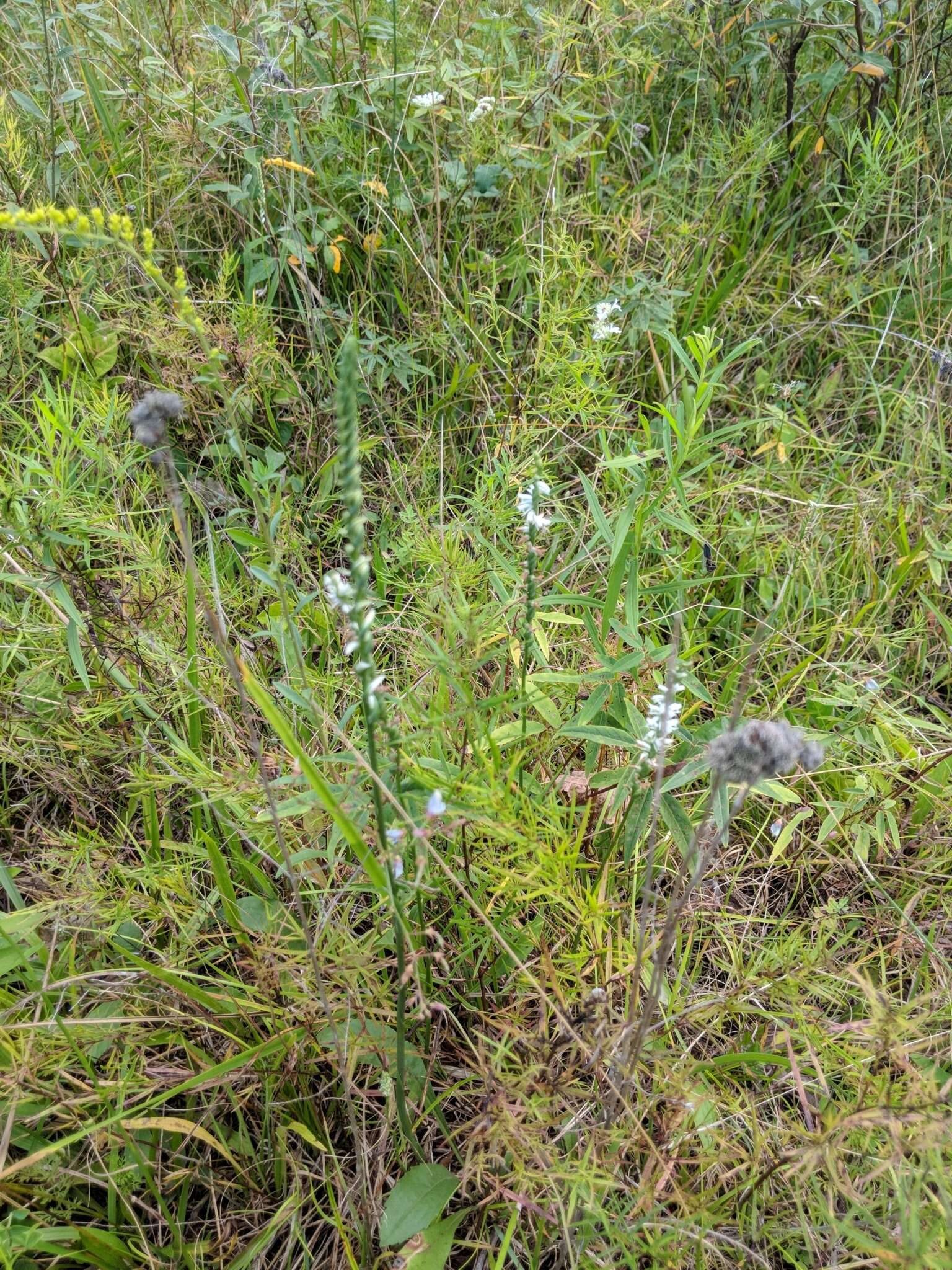 Image of northern slender lady's tresses