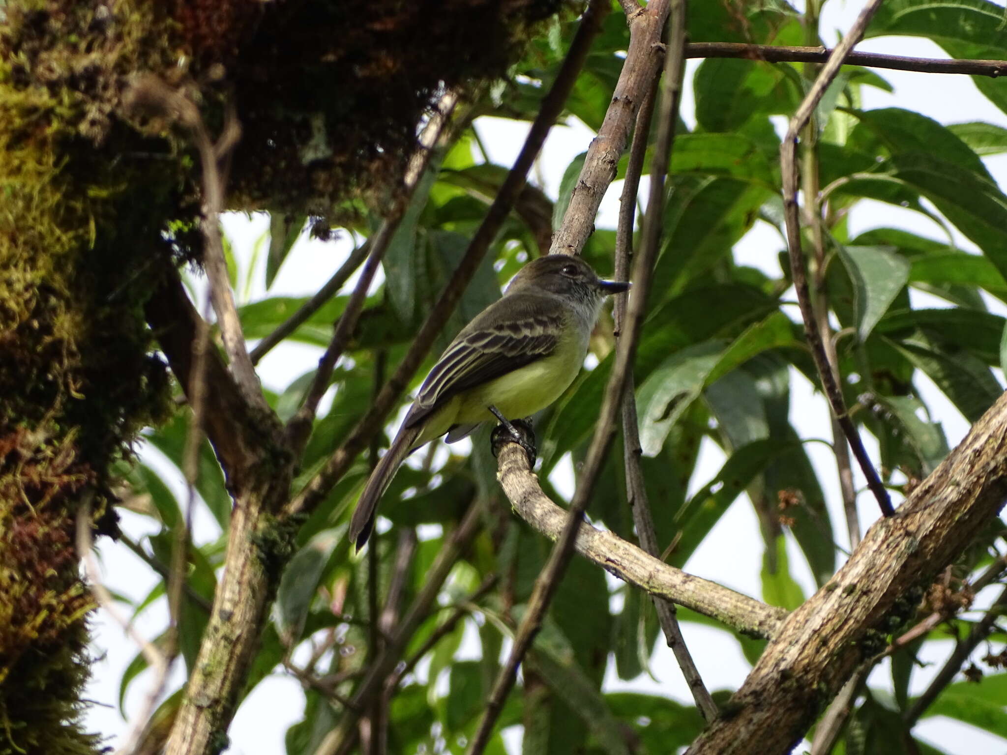 Image of Pale-edged Flycatcher