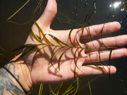 Image of Robbins' pondweed