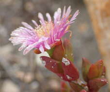 Imagem de Ruschia virgata (Haw.) L. Bol.