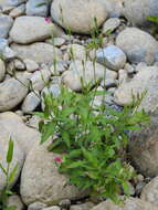 Image of rose evening primrose