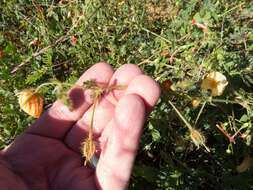 Image of Arizona poppy