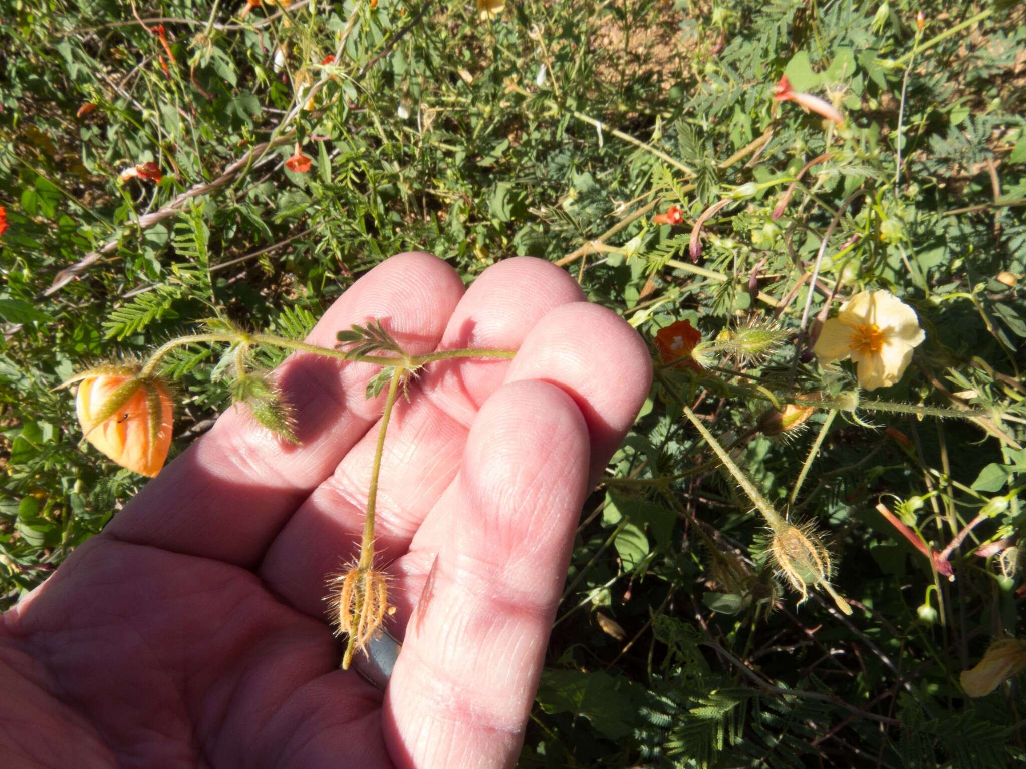 Image of Arizona poppy