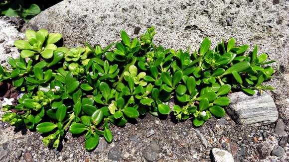 Image of Leptopetalum