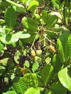 Image of cashew