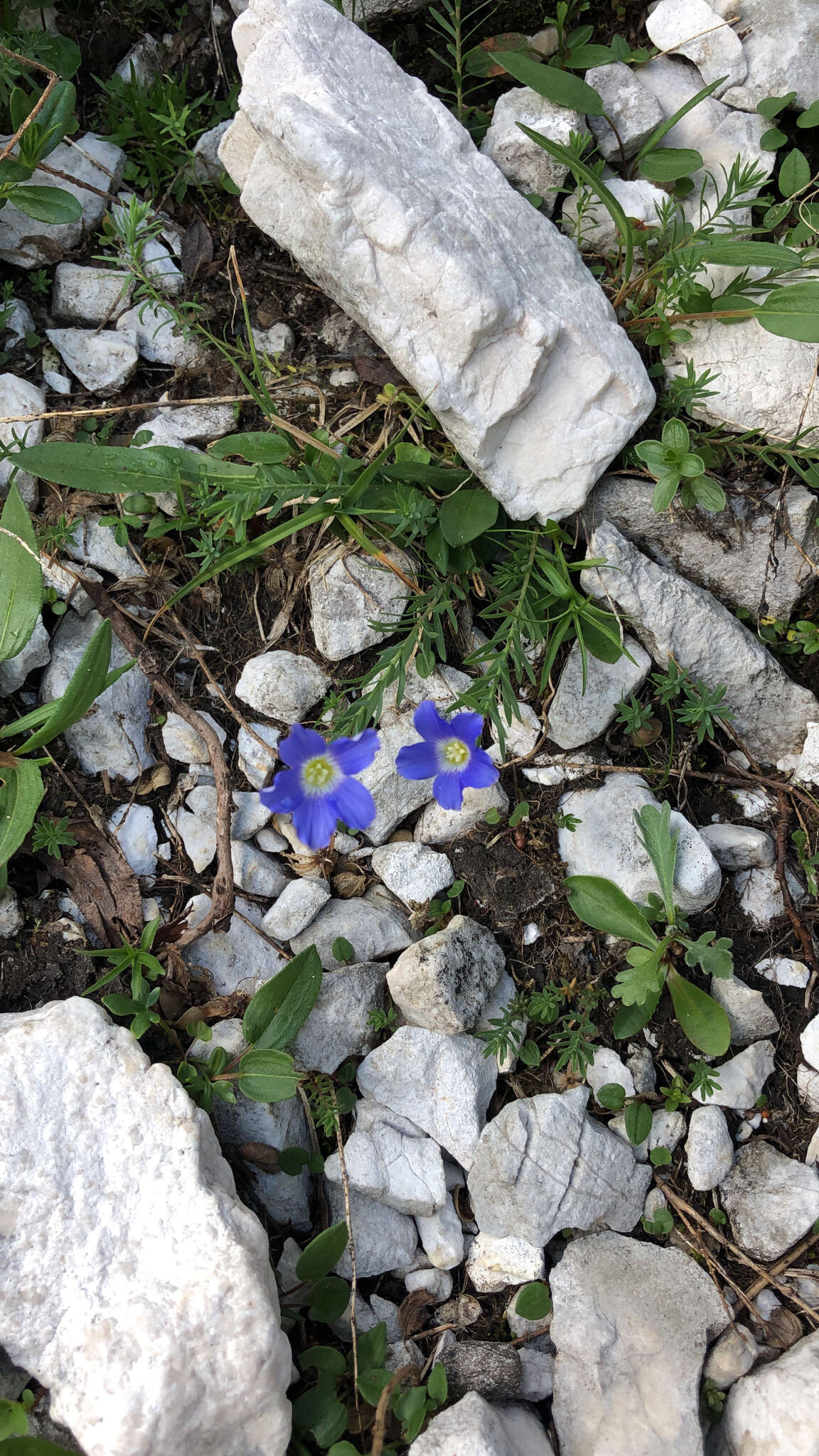 Imagem de Linum alpinum subsp. julicum (Hayek) Hegi