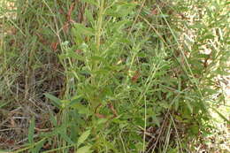 Image of Small-Flower Thoroughwort