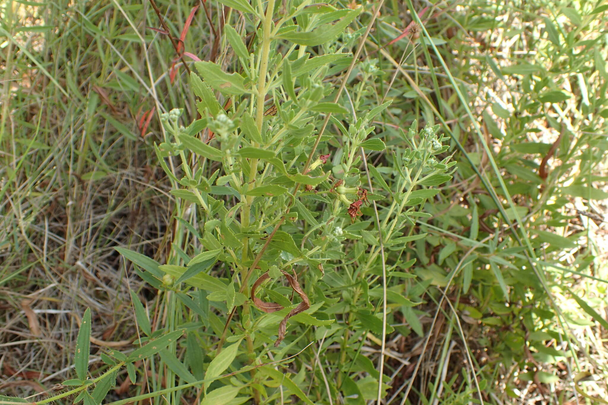 Image of Small-Flower Thoroughwort