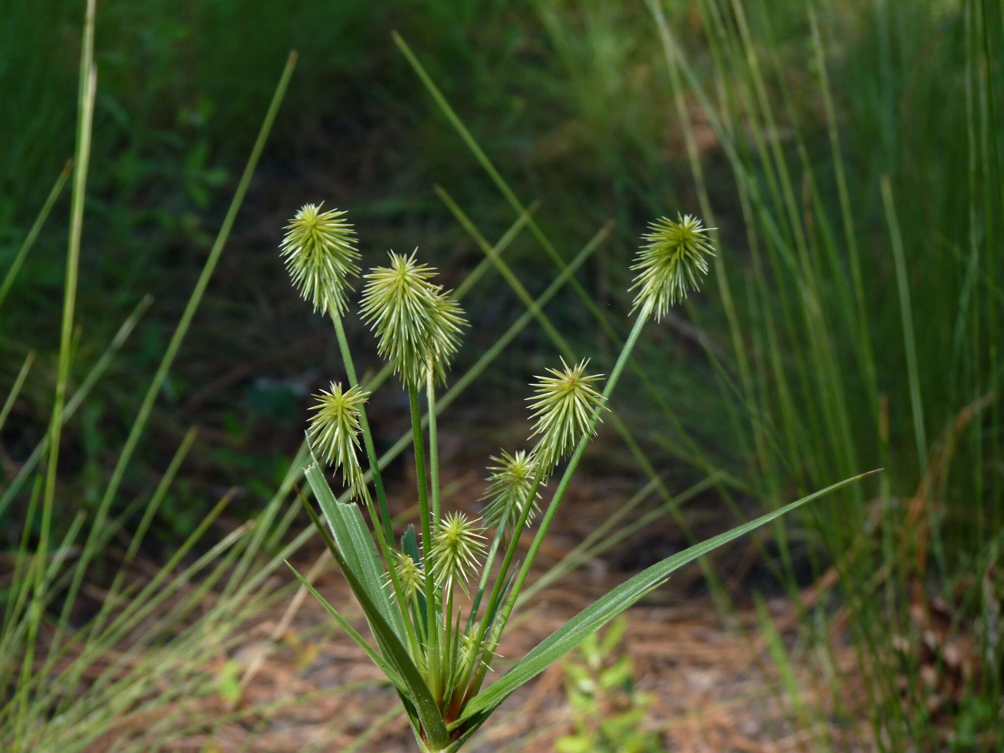 Image of Plukenet's flatsedge