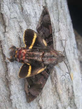 Image of Cuban Sphinx Moth