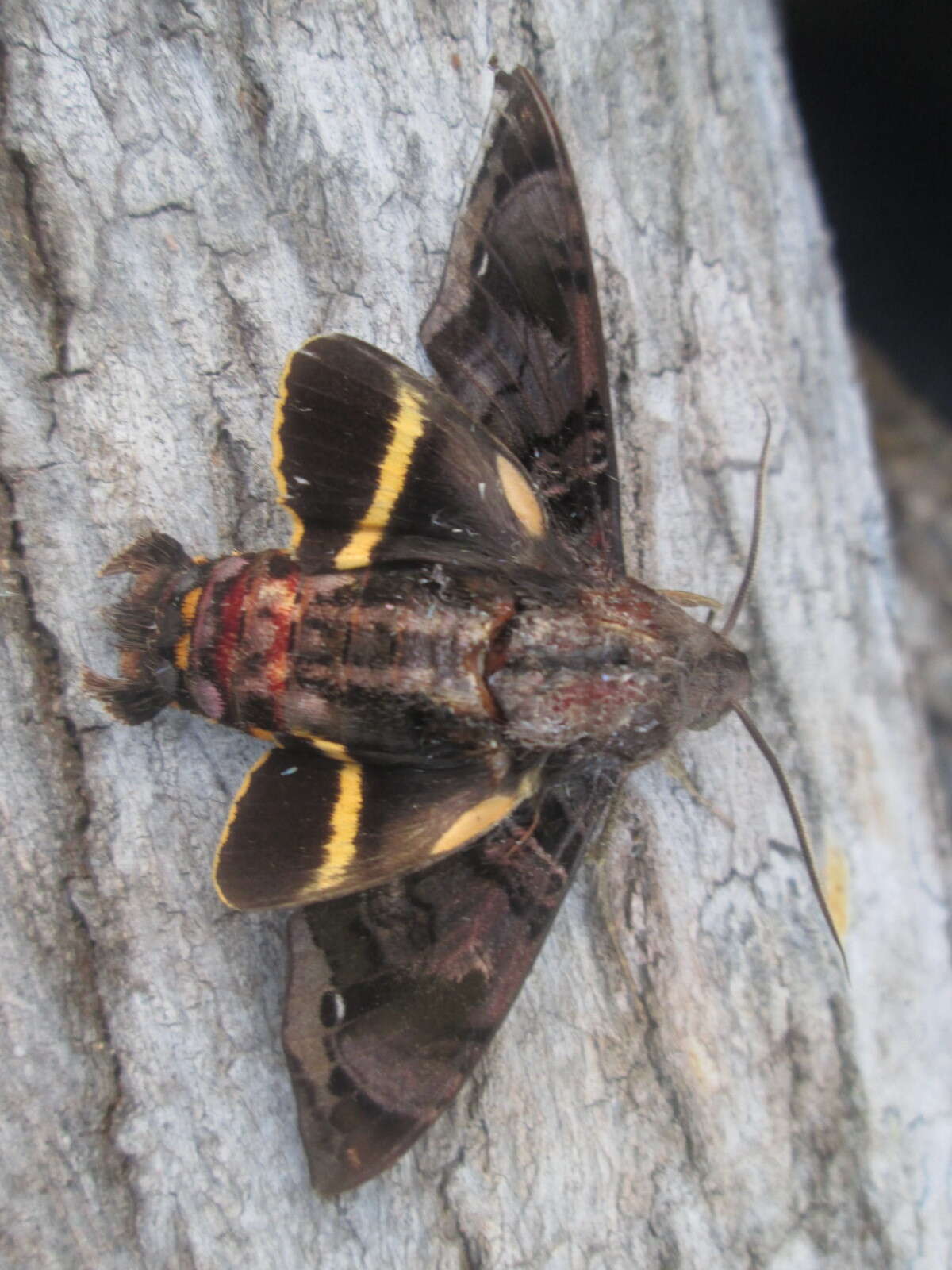 Image de Eupyrrhoglossum sagra (Poey 1832)