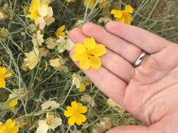 Image of Cooper's paper daisy