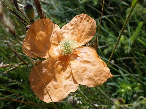 Imagem de Papaver pilosum Sm.