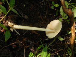 Image of straw mushroom