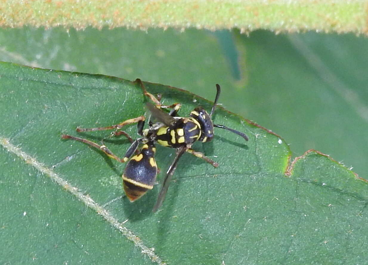 Image of Ropalidia flavopicta (Smith 1857)