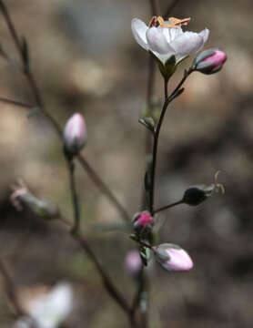 Image of Coast Range dwarf-flax