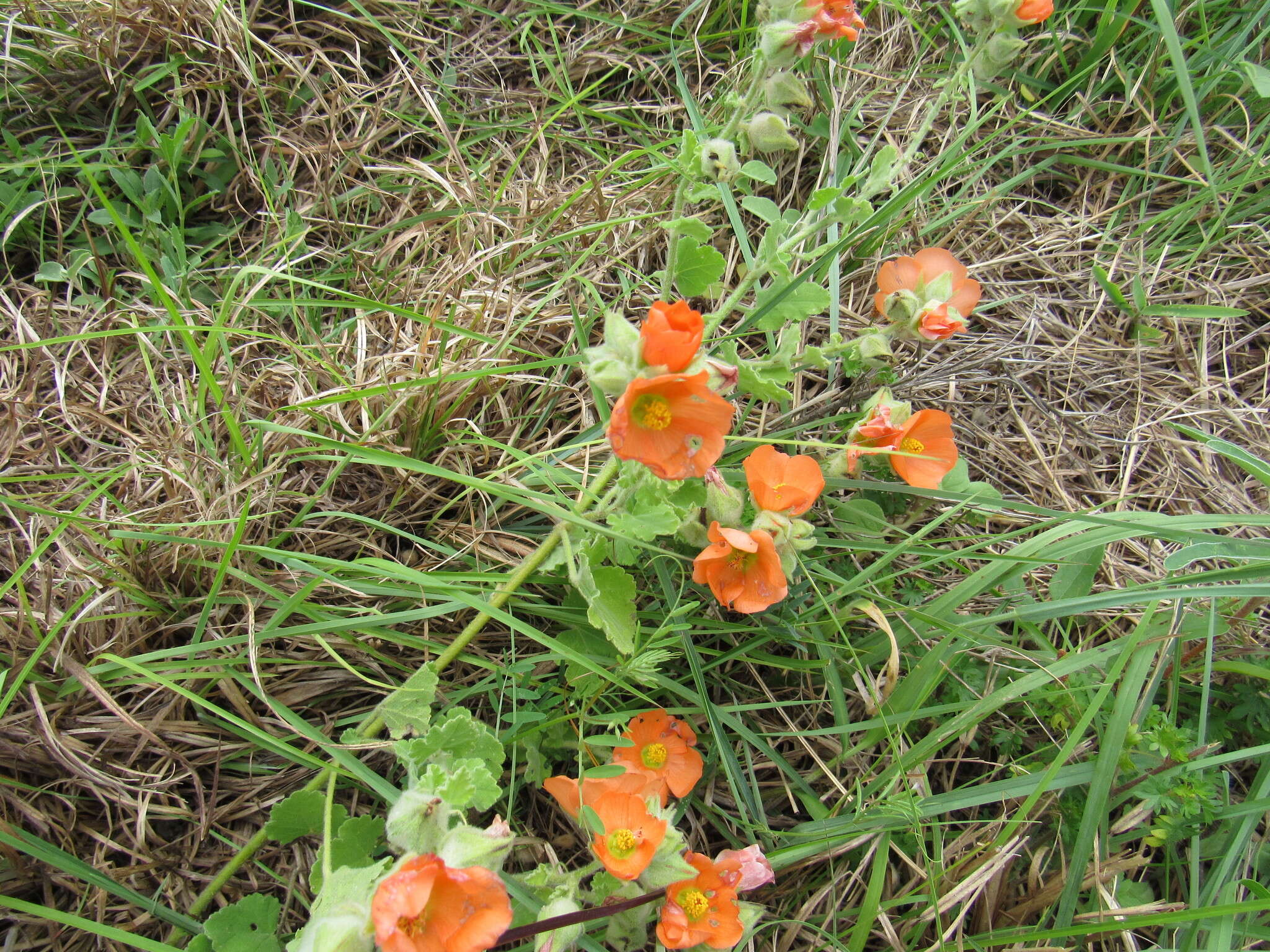 Image of woolly globemallow