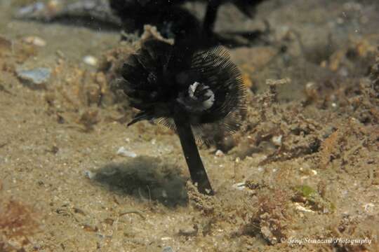 Image of Brown whirl tubeworm