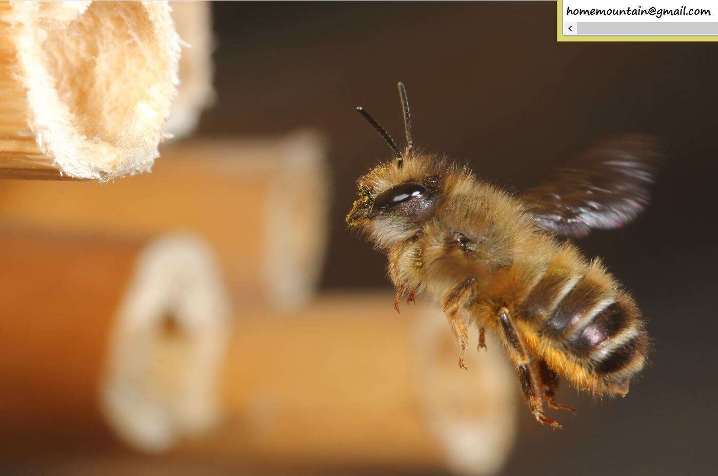 Image of Osmia excavata Alfken 1903