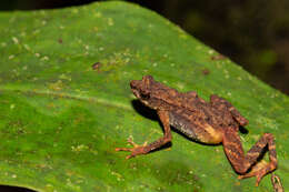 Image of Kadamaian Stream Toad