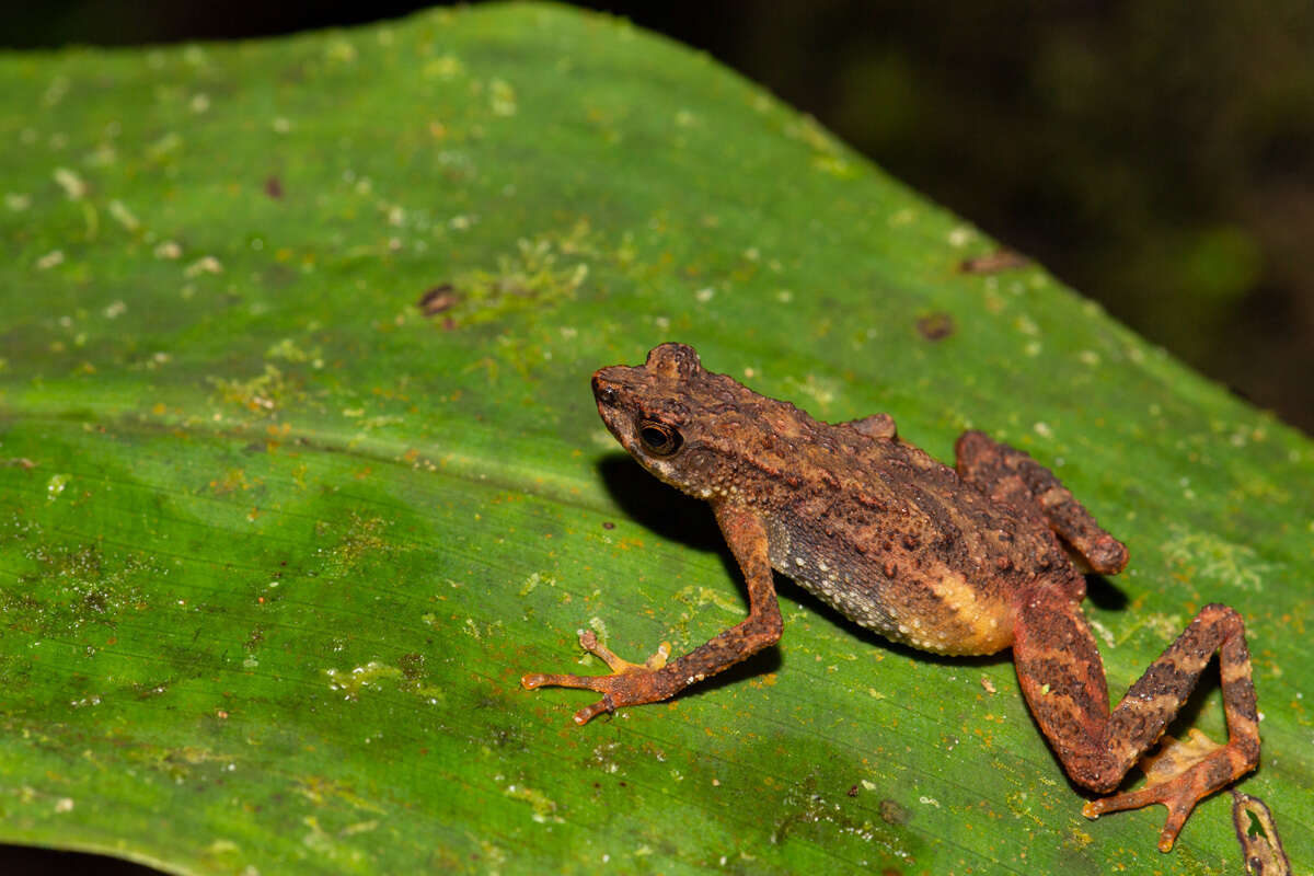 Image of Kadamaian Stream Toad