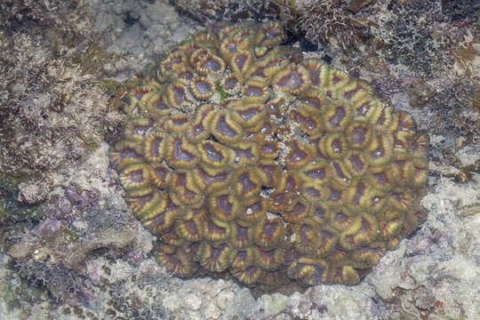 Image of finger coral