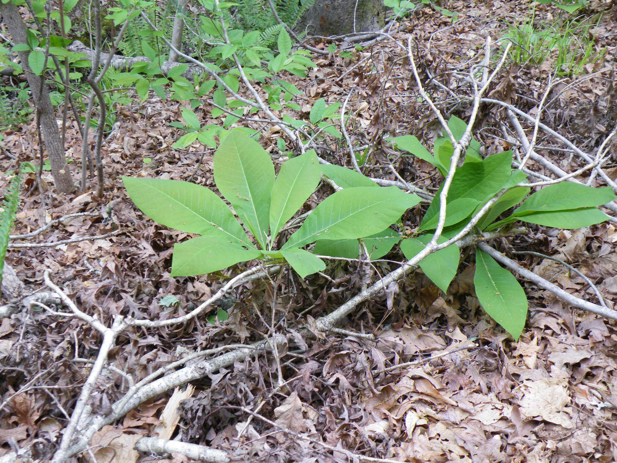 Sivun Magnolia tripetala (L.) L. kuva